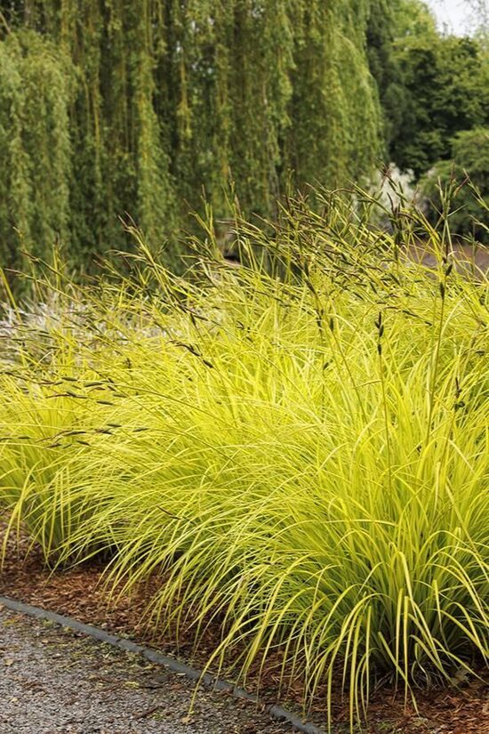 Carex elata Aurea